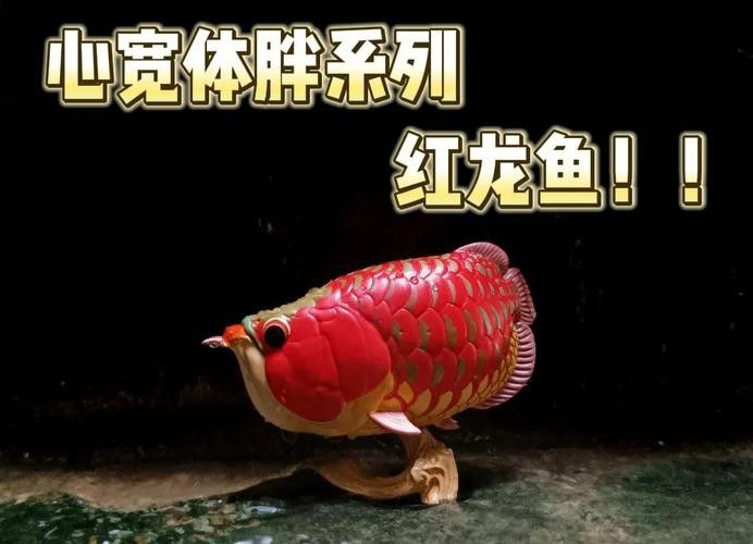 印尼紅龍魚喂養方法圖片欣賞大全