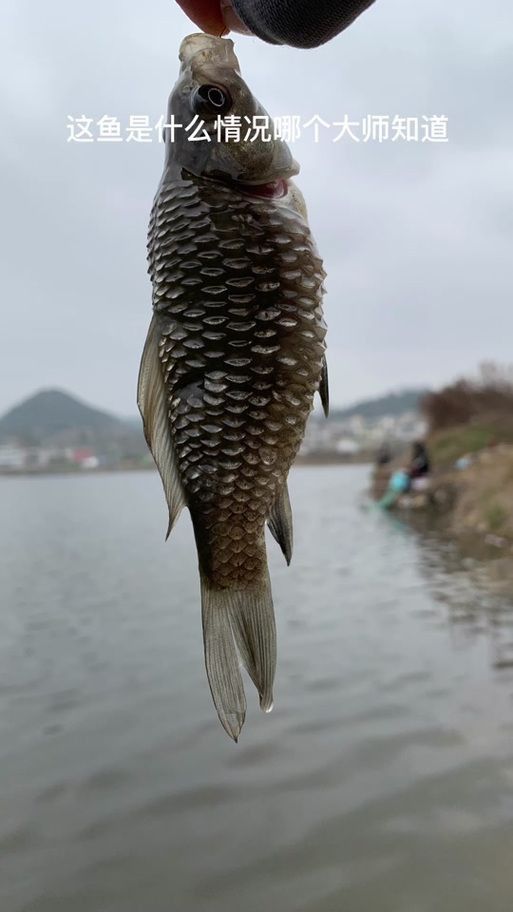 鯉魚炸鱗最嚴重圖片