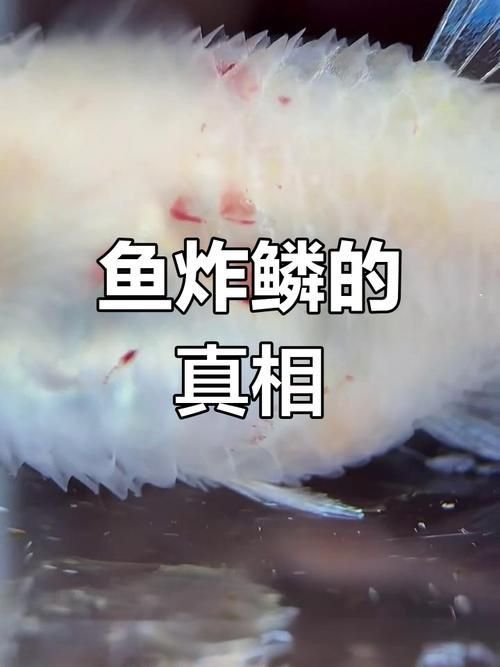 鯉魚炸鱗最嚴重圖片
