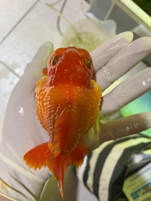 鯉魚炸鱗最嚴重圖片
