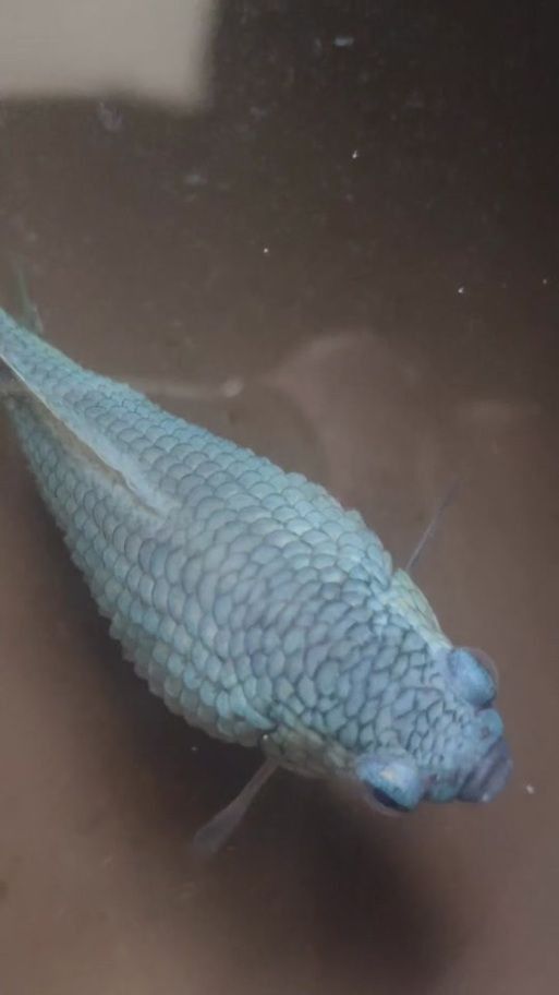 鯉魚炸鱗最嚴重圖片