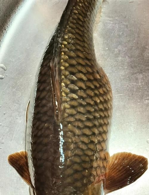 鯉魚炸鱗最嚴重圖片