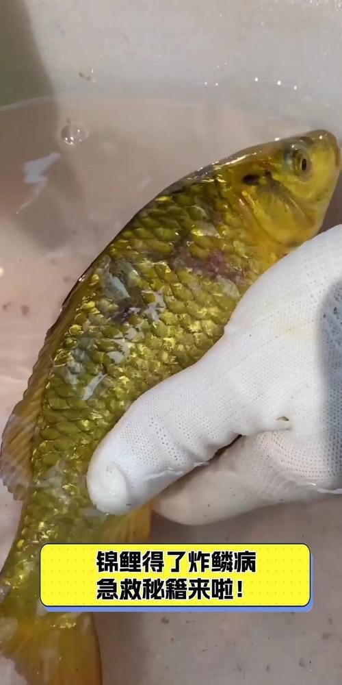 鯉魚炸鱗最嚴重圖片
