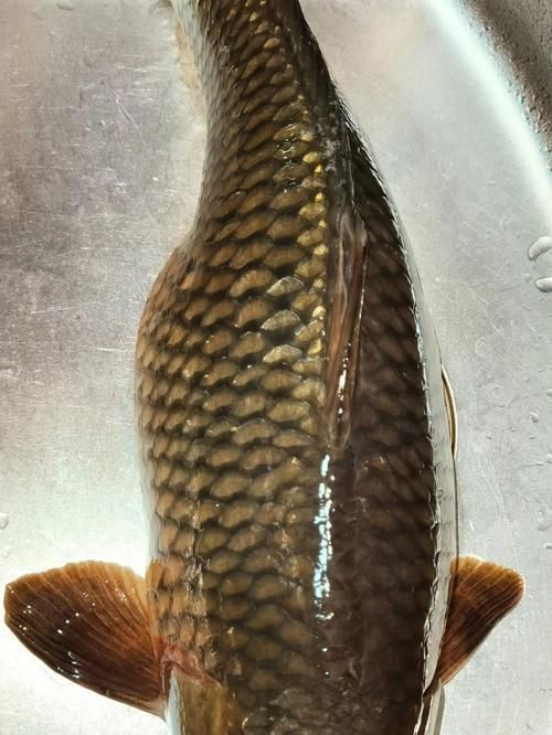 鯉魚炸鱗最嚴重圖片