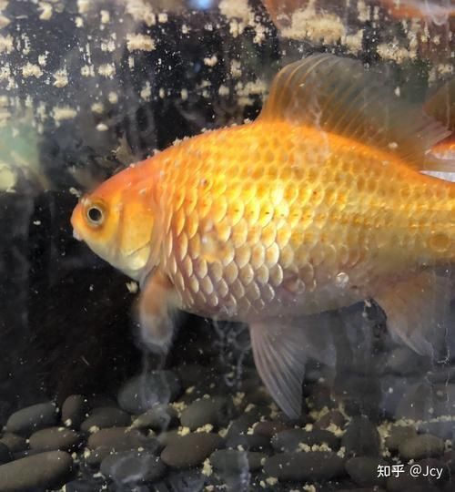 鯉魚炸鱗最嚴重圖片