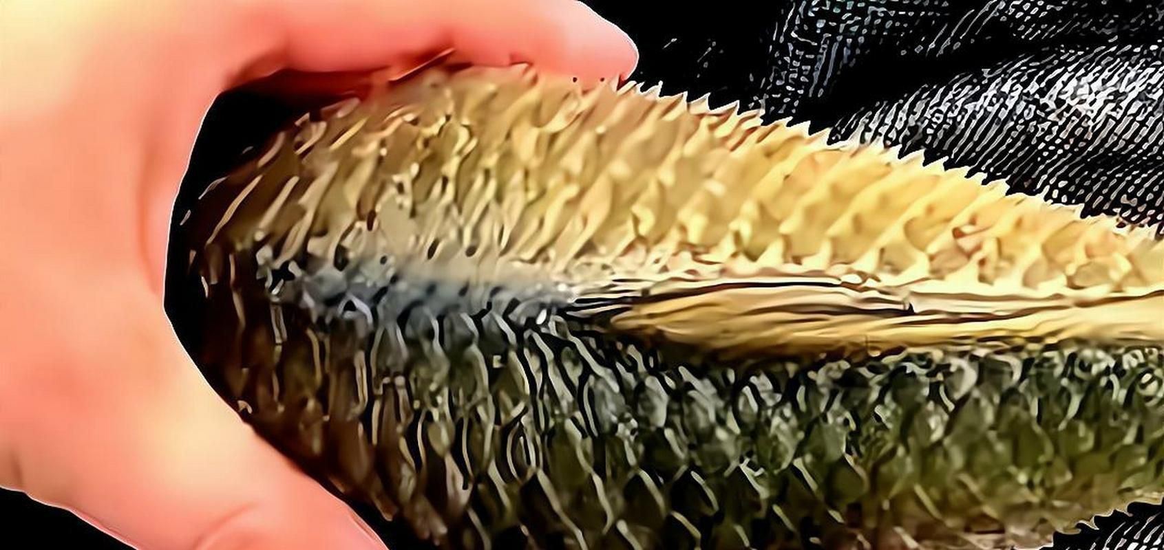 鯉魚炸鱗最嚴重圖片