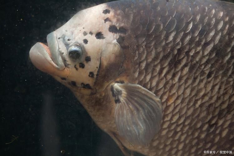 鯉魚炸鱗最嚴重圖片