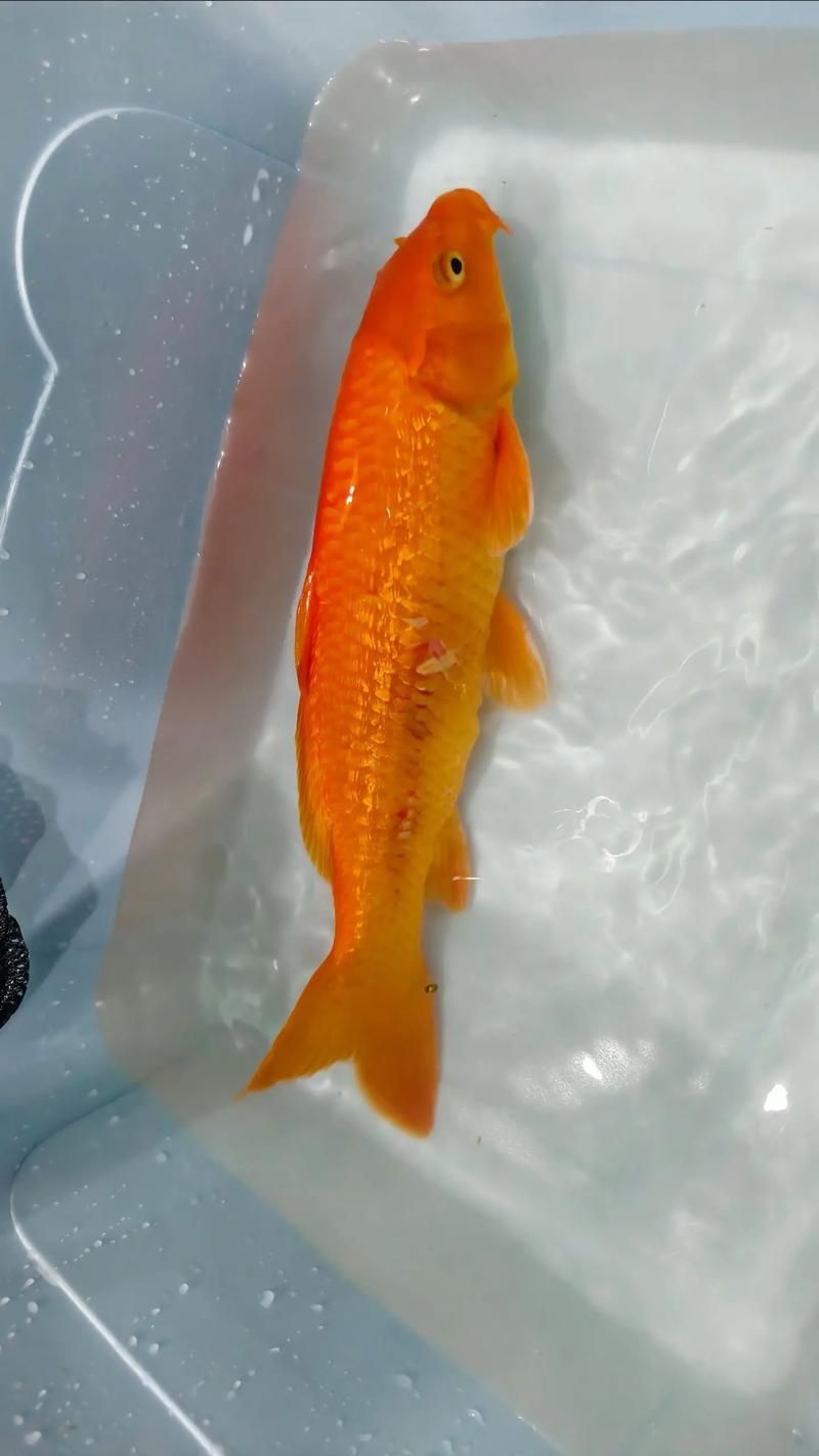 鯉魚炸鱗最嚴重圖片