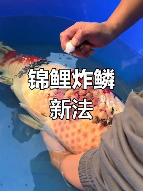 鯉魚炸鱗最嚴重圖片