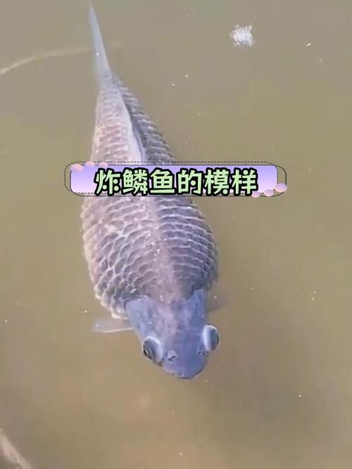 鯉魚炸鱗最嚴重圖片