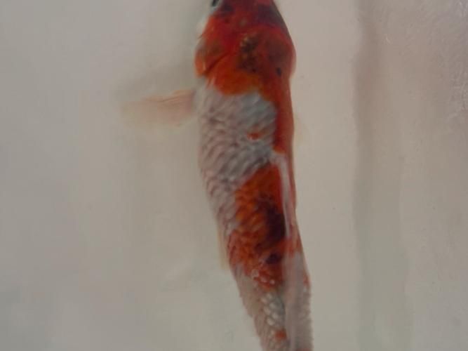 鯉魚炸鱗最嚴重圖片