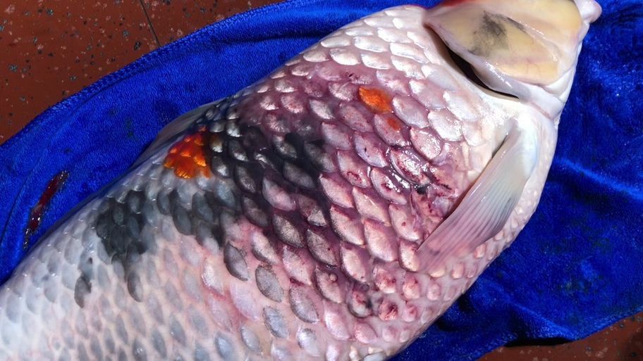 鯉魚炸鱗最嚴重圖片