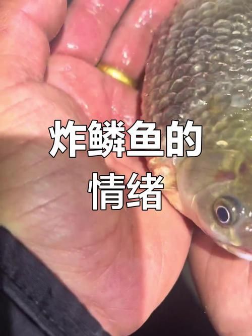 鯉魚炸鱗最嚴重圖片