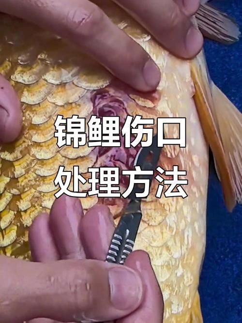 鯉魚炸鱗最嚴重圖片