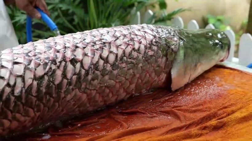 鯉魚炸鱗最嚴重圖片