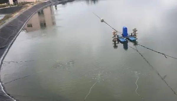 廣州龍魚商家排名前十名有哪些品牌：廣州龍魚商家排名前十名，專業選購指南