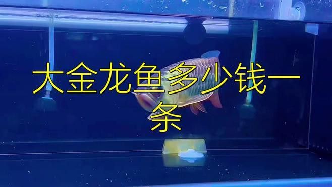 25公分古典過背藍(lán)底金龍的價(jià)格是多少？ 25公分古典過背藍(lán)底金龍的價(jià)格是多少？ 龍魚百科 第6張