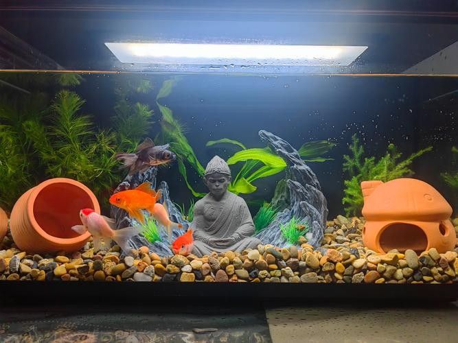 龍魚(yú)和七彩能混養(yǎng)嗎圖片