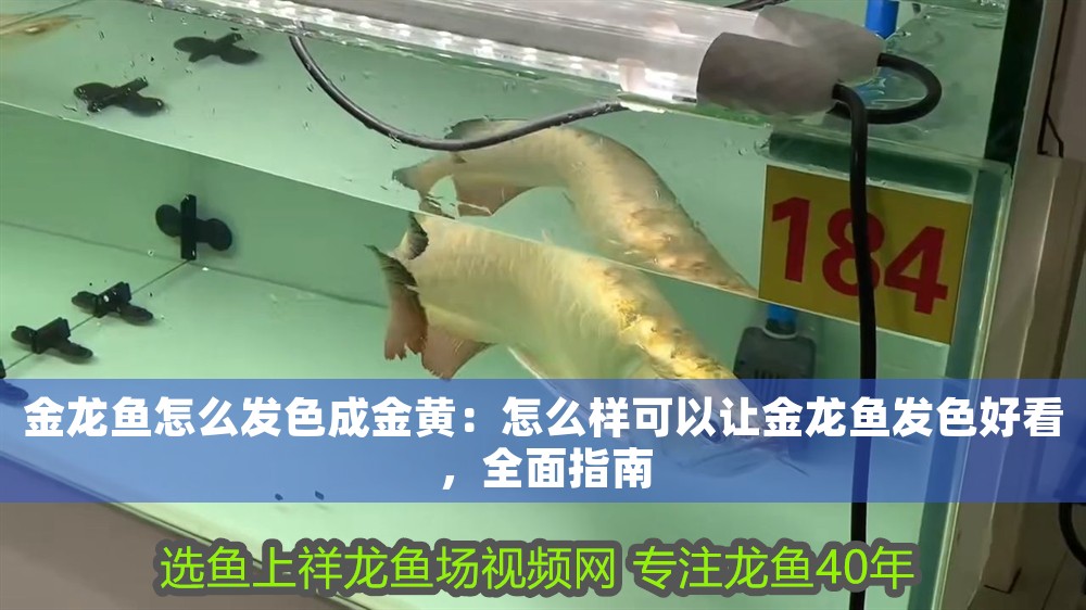 金龍魚怎么發色成金黃：怎么樣可以讓金龍魚發色好看，全面指南