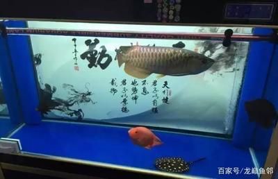 龍魚一個月吃多少錢：養龍魚一個月的費用
