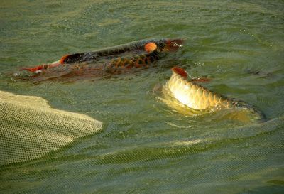 山東銀龍魚養殖場（山東銀龍魚養殖場主要集中在濟南、青島、濰坊等地）