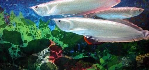 山東銀龍魚養(yǎng)殖場(chǎng)（山東銀龍魚養(yǎng)殖場(chǎng)主要集中在濟(jì)南、青島、濰坊等地）