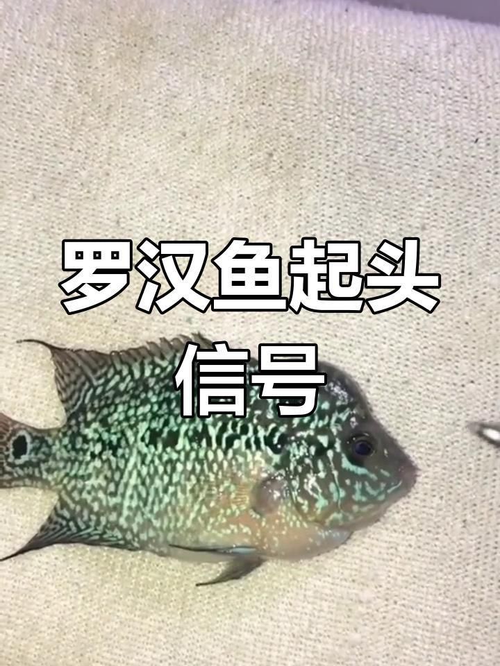 羅漢魚2厘米幼苗看起頭 龍魚百科 第1張 羅漢魚2厘米幼苗看起頭 羅漢魚2厘米幼苗看起頭 龍魚百科 第1張
