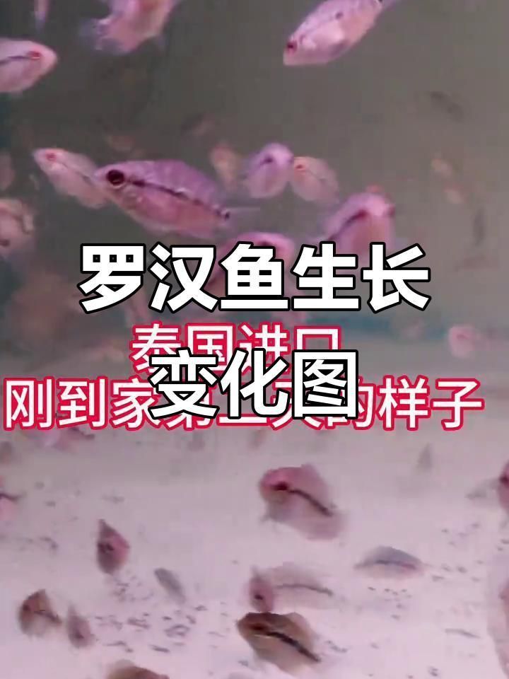 羅漢魚2厘米幼苗看起頭 龍魚百科 第3張 羅漢魚2厘米幼苗看起頭 羅漢魚2厘米幼苗看起頭 龍魚百科 第3張