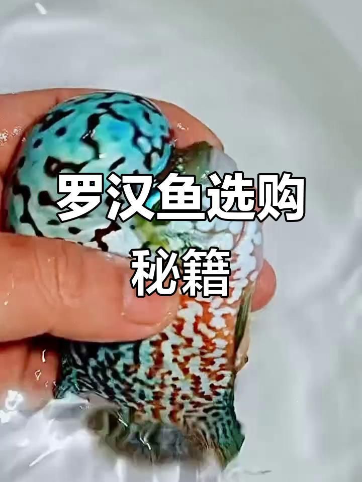 羅漢魚2厘米幼苗看起頭 龍魚百科 第4張 羅漢魚2厘米幼苗看起頭 羅漢魚2厘米幼苗看起頭 龍魚百科 第4張