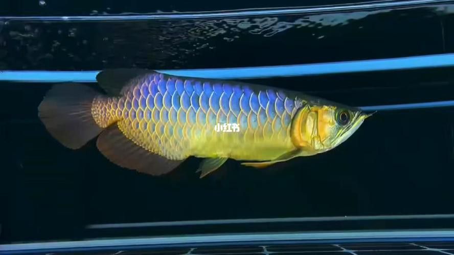 金龍魚苗價格多少錢一條圖片