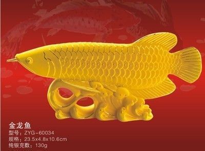 金龍魚55公分（金龍魚55公分品種鑒別金龍魚55公分飼養技巧） 金龍魚55公分（金龍魚55公分品種鑒別金龍魚55公分飼養技巧） 龍魚百科 第1張