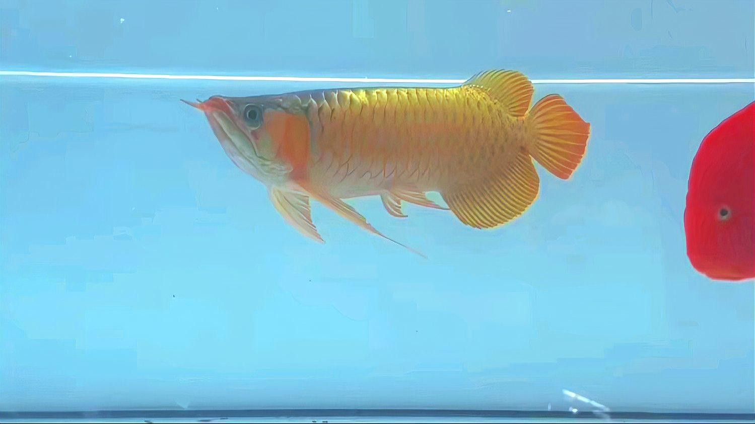 什么是紅龍魚的圖片大全大圖