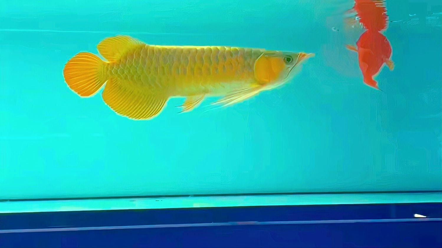 什么是紅龍魚的圖片大全大圖