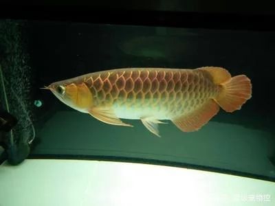 龍魚對溫度的要求是多少度：龍魚養殖的水溫可以保持在24-30攝氏度之間