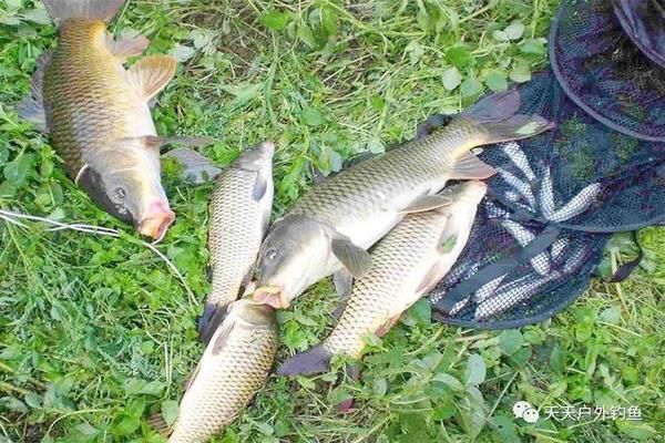 白龍魚白龍魚垂釣的最佳天氣因季節(jié)而異，適合夏季釣魚：白龍魚垂釣的最佳天氣 白龍魚白龍魚垂釣的最佳天氣因季節(jié)而異，適合夏季釣魚：白龍魚垂釣的最佳天氣 龍魚百科 第1張