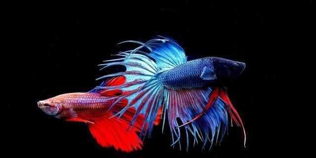 龍魚魚鰓蓋爛：如何判斷龍魚是否健康