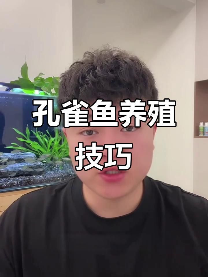 孔雀魚怎么樣養