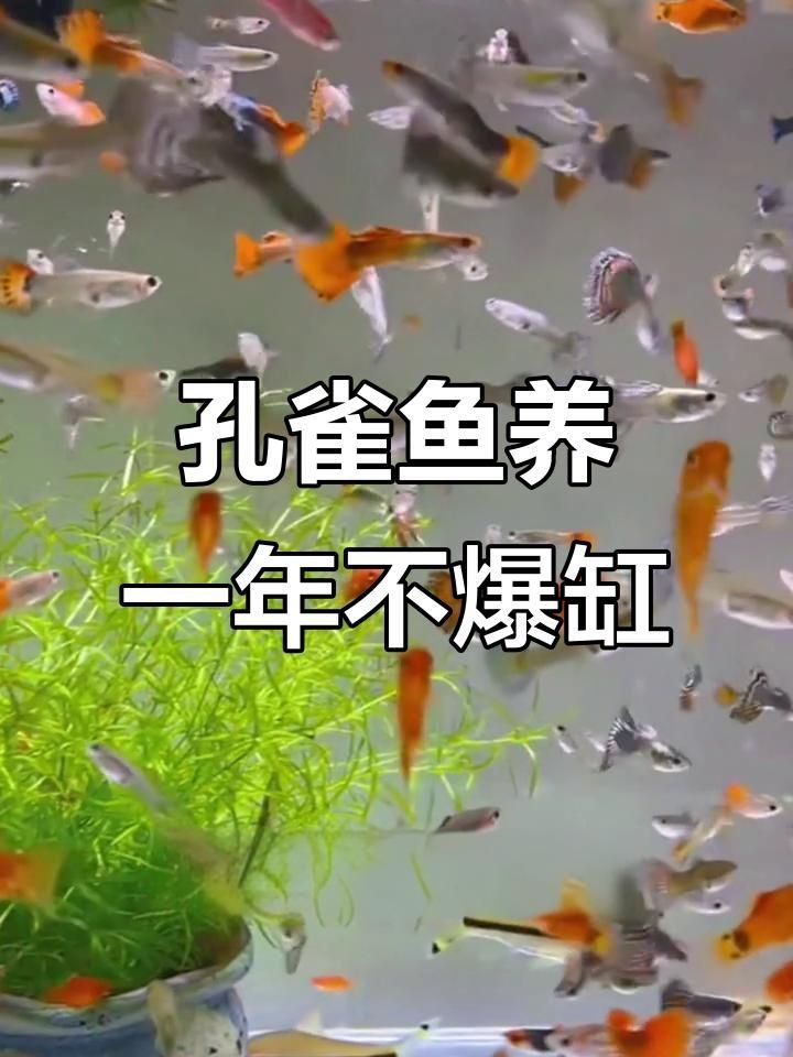 孔雀魚怎么樣養