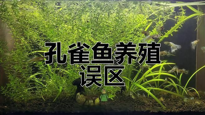 孔雀魚怎么樣養
