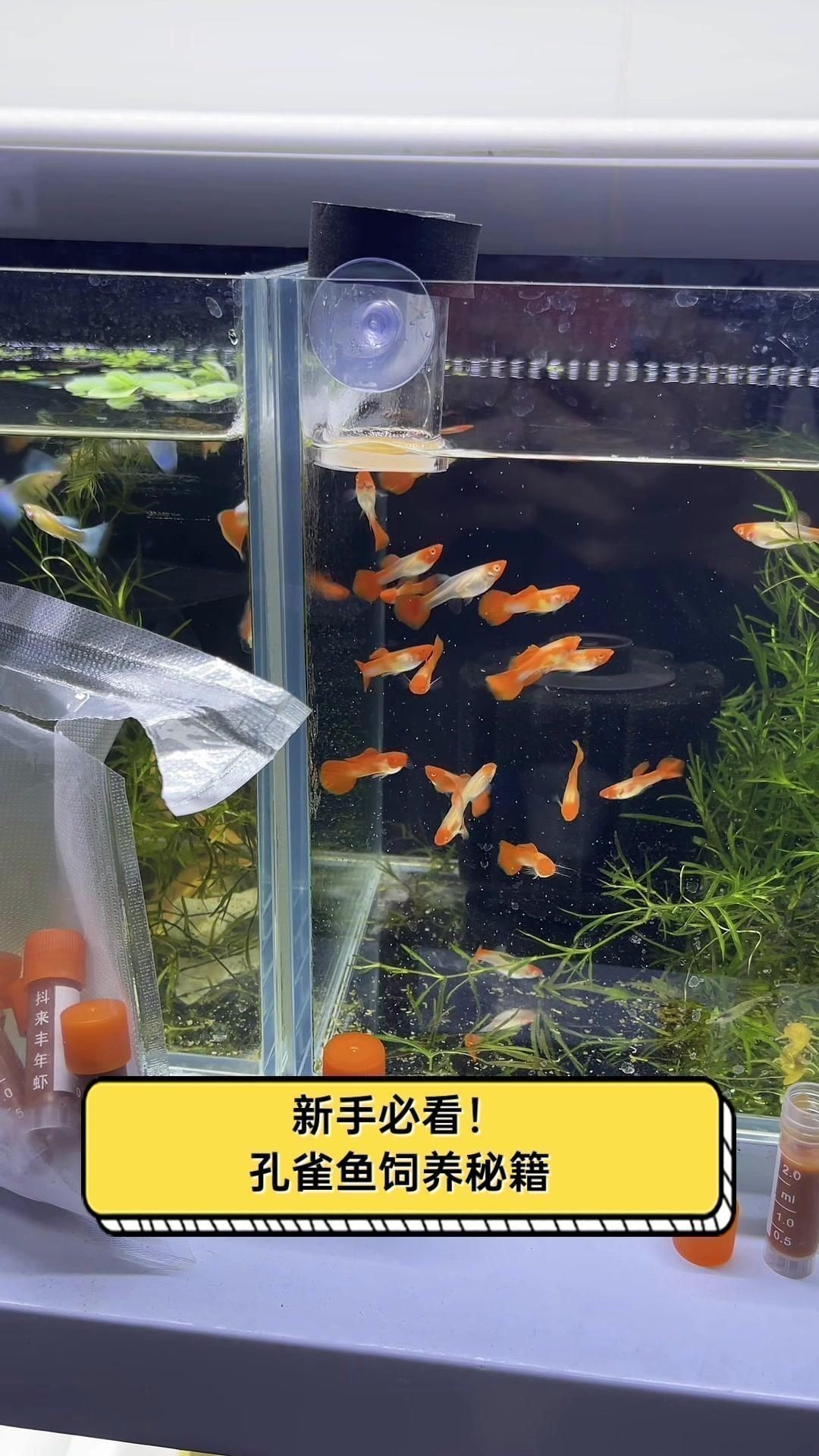 孔雀魚怎么樣養