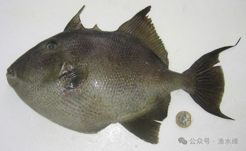 紅龍海水魚有哪些常見疾病？