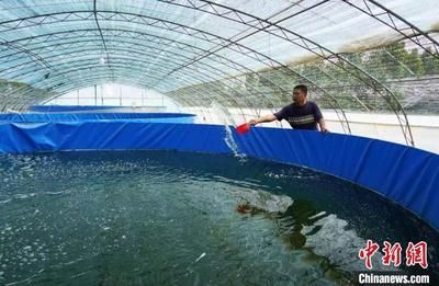 賣龍魚利潤大嗎多少，賣龍魚利潤空間較大，但具體利潤大小受多種因素影響