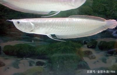 龍魚翻鰓能自愈嗎：龍魚混養(yǎng)多久才不打架