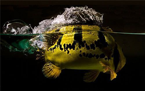 龍魚不搶食怎么辦：龍魚不搶食可能是因為多種原因