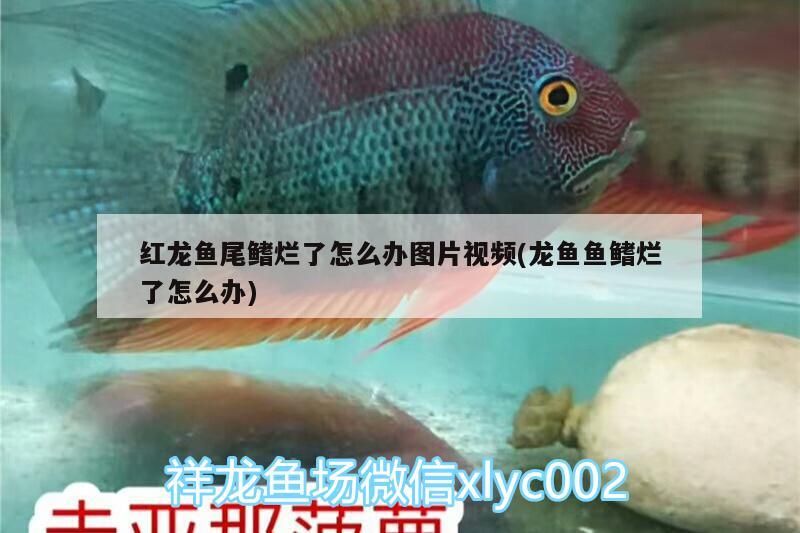 金龍魚和紅龍魚混養好處：金龍魚和紅龍魚養在一起會打架嗎?