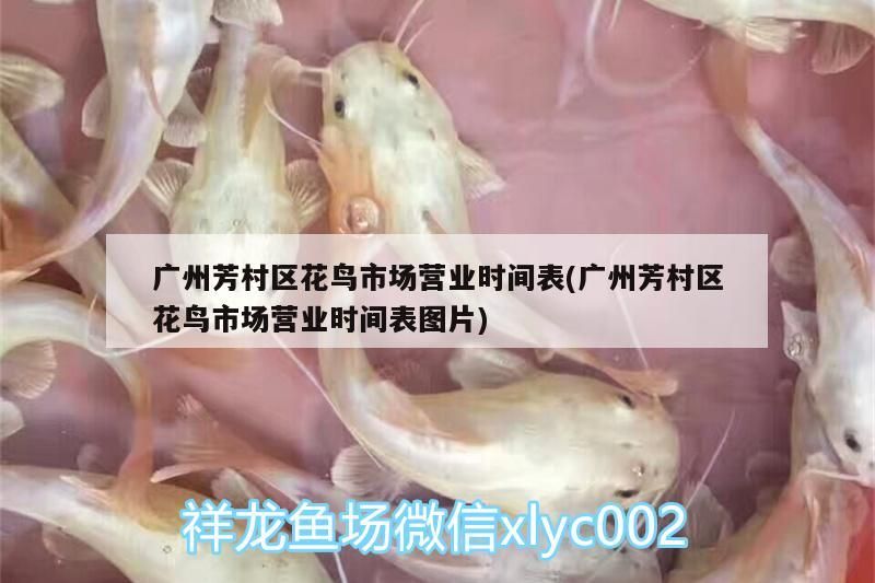 金龍魚和紅龍魚混養好處：金龍魚和紅龍魚養在一起會打架嗎?