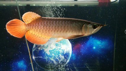 龍魚之巔論壇官網：龍魚之巔論壇——龍魚飼養技巧分享