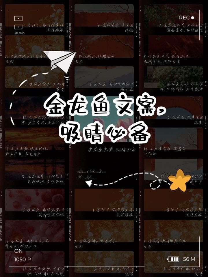 金龍魚官方提供哪些類型的廣告文案？