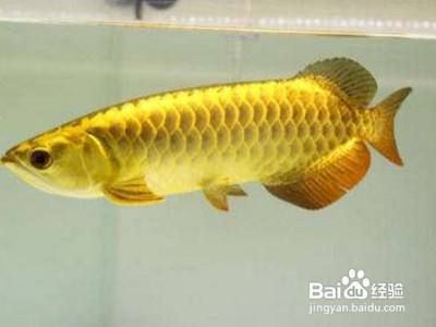 金龍魚怎么養(yǎng)長(zhǎng)的快，金龍魚的養(yǎng)殖方法