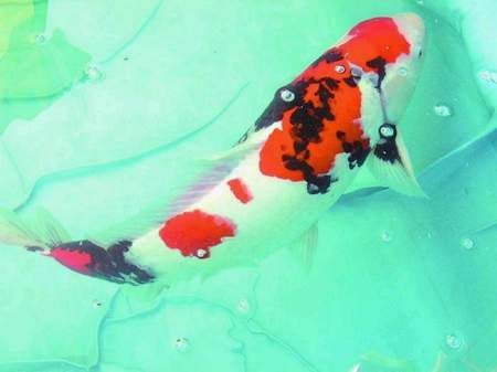 金龍魚能和戰船魚一起養嗎怎么養活：金龍魚和戰船魚可以一起混養嗎怎么養活金龍魚和戰船魚一起養嗎